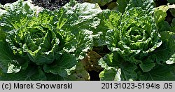 Brassica pekinensis (kapusta pekińska)