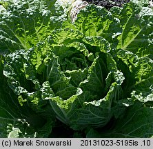 Brassica pekinensis (kapusta pekińska)