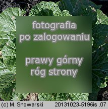 Brassica pekinensis (kapusta pekińska)