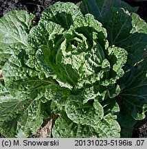 Brassica pekinensis (kapusta pekińska)