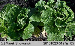 Brassica pekinensis (kapusta pekińska)