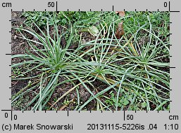 Tragopogon porrifolius (kozibród porolistny)