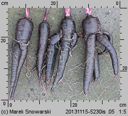 Daucus carota ssp. sativus (marchew zwyczajna uprawna)