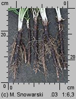 Scorzonera hispanica (wężymord czarny korzeń)