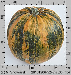 Cucurbita pepo (dynia zwyczajna)