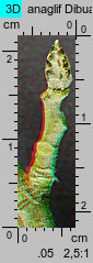 Populus tremula (topola osika)