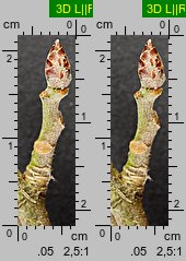 Populus tremula (topola osika)