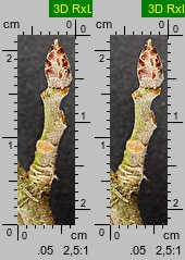 Populus tremula (topola osika)