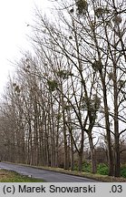 Populus ×canadensis (topola kanadyjska)