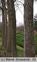 Populus ×canadensis (topola kanadyjska)