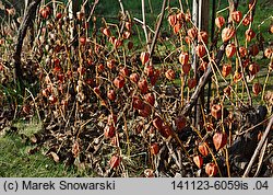Alkekengi officinarum (miechunka rozdęta)