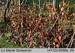 Physalis franchetii (miechunka rozdęta)