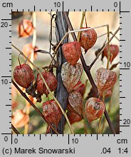 Physalis franchetii (miechunka rozdęta)