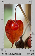 Physalis franchetii (miechunka rozdęta)