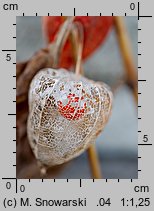 Physalis franchetii (miechunka rozdęta)