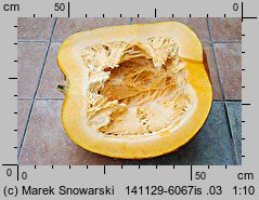 Cucurbita maxima (dynia olbrzymia)