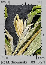 Ambrosia trifida (ambrozja trójdzielna)