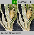 Ambrosia trifida (ambrozja trójdzielna)