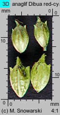 Ambrosia trifida (ambrozja trójdzielna)