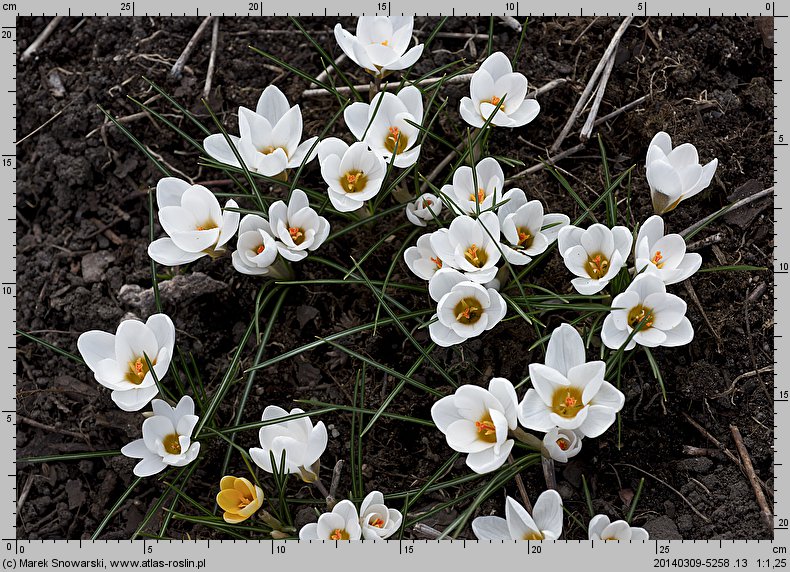 Crocus chrysanthus Miss Vain