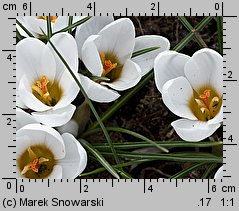 Crocus chrysanthus Miss Vain