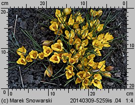 Crocus chrysanthus Advance