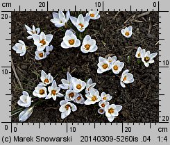 Crocus chrysanthus Blue Bird