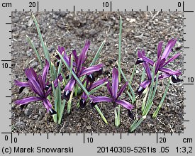 Iris reticulata Purple Gem