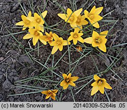 Crocus angustifolius (krokus wąskolistny)