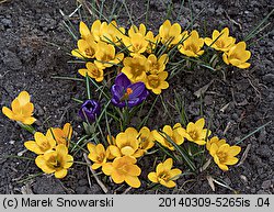 Crocus flavus (krokus żółty)