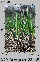 Allium fistulosum (czosnek dęty)