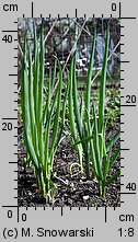 Allium fistulosum (czosnek dęty)