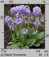 Primula denticulata (pierwiosnek ząbkowany)