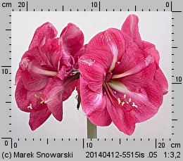 Hippeastrum (amarylis (ogr.))