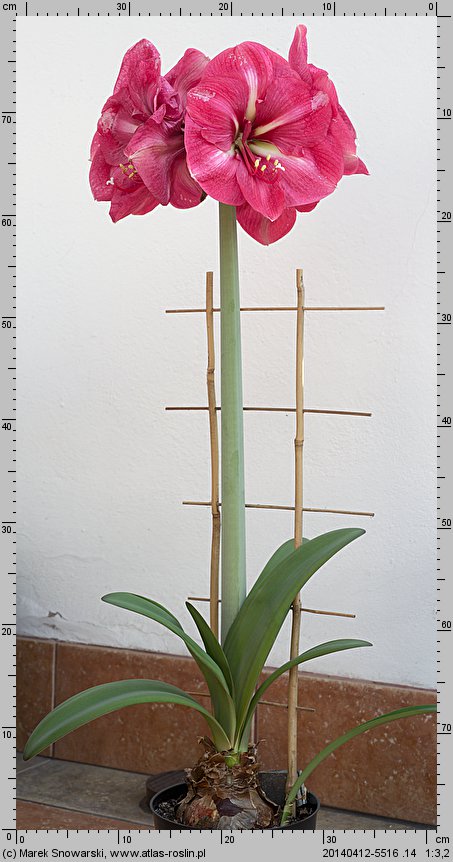 Hippeastrum (amarylis (ogr.))