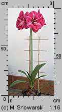 Hippeastrum (amarylis (ogr.))