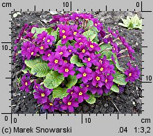 Primula juliae (pierwiosnek gruziński)