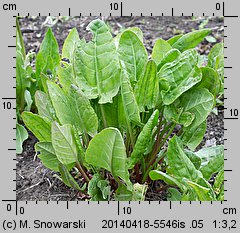 Rumex rugosus (szczaw ogrodowy)