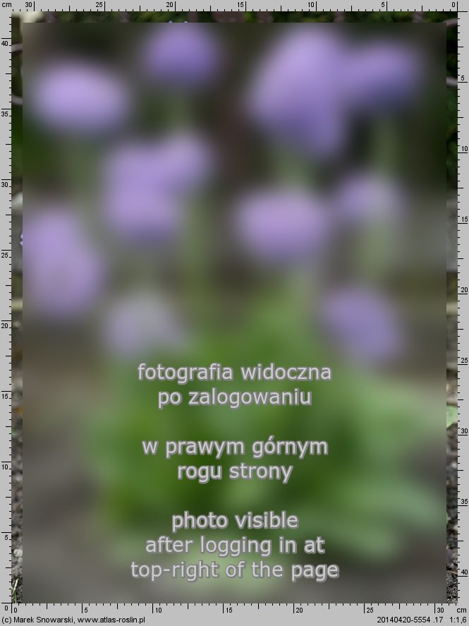 Primula denticulata (pierwiosnek ząbkowany)