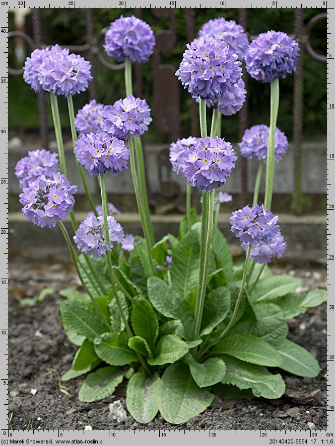 Primula denticulata (pierwiosnek ząbkowany)