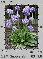 Primula denticulata (pierwiosnek ząbkowany)