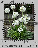 Primula denticulata (pierwiosnek ząbkowany)