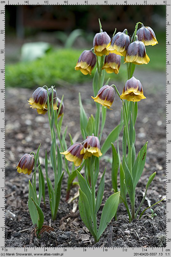 Fritillaria michailovskyi (szachownica Michaiłowskiego)