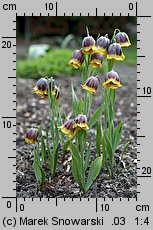 Fritillaria michailovskyi (szachownica Michaiłowskiego)