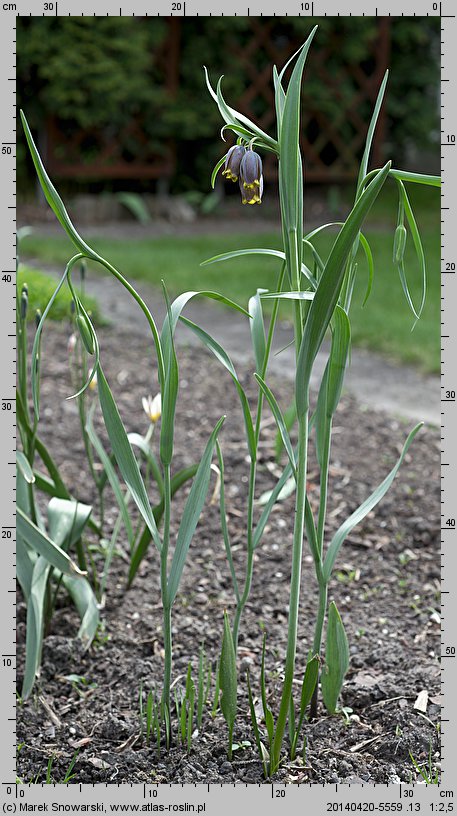 Fritillaria uva-vulpis