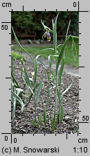 Fritillaria uva-vulpis