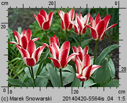 Tulipa Czaar Peter