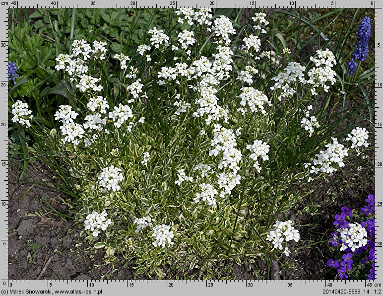 Arabis ferdinandi-coburgi Old Gold