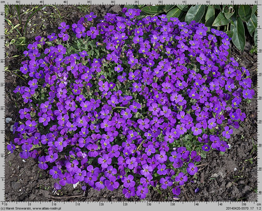 Aubrieta gracilis (żagwin drobny)