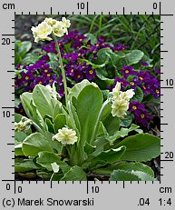 Primula ×pubescens (pierwiosnek omszony)